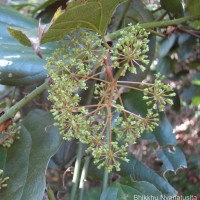 Smilax perfoliata Lour.